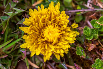yellow dandelion flower
