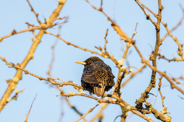 bird on branch