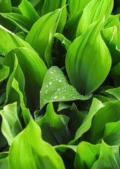 lily of the valley leaves with water drops after rain. green flower background
