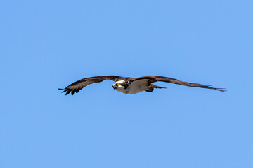 bird in flight