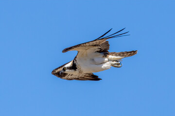 osprey in flight