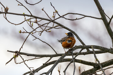 robin on branch