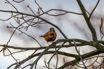 robin perched on a branch