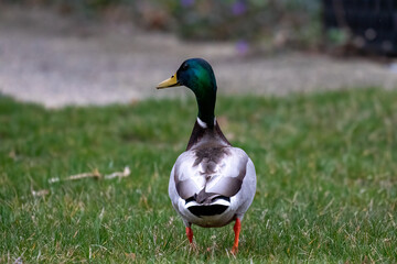 duck on the grass