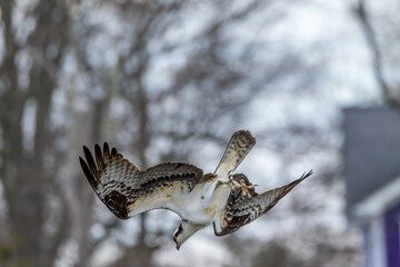 Osprey 