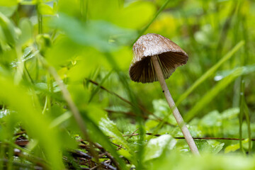 mushrooms in the forest in winter
