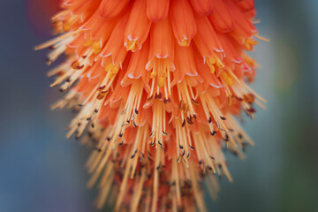 orange flower closeup