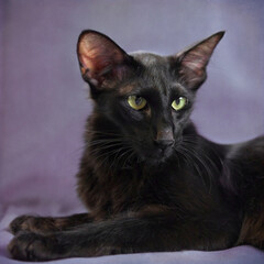 Obraz premium Schwarze liegende Orientalische Langhaarkatze