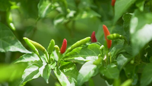 woman's hand is plucking chili peppers from the plant for cooking.