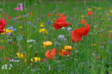 Bunte sommerliche Wildblumen Wiese