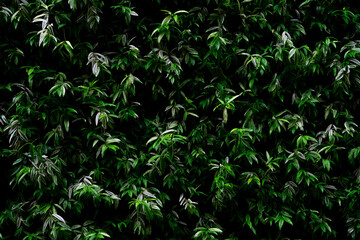 Green plant on vertical garden wall texture background. Sustainable green wall. Living green wall. Eco friendly wall covered by vegetation. Green grass leaves on vertical garden. Nature background.