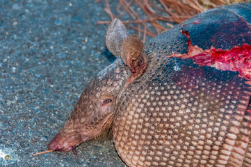 The nine-banded armadillo (Dasypus novemcinctus), Machine killed animal on the road in the state of Louisiana