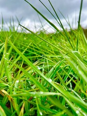 green grass and blue sky