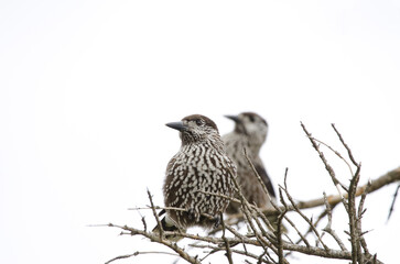 Spotted nutcrackers Nucifraga caryocatactes japonica.