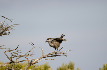 Spotted nutcracker flapping its wings.