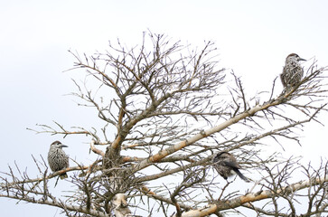 Spotted nutcrackers Nucifraga caryocatactes japonica.