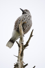 Spotted nutcracker Nucifraga caryocatactes japonica.