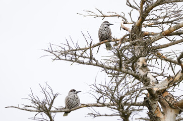 Spotted nutcrackers Nucifraga caryocatactes japonica.