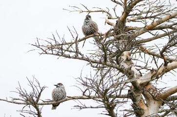 Spotted nutcrackers Nucifraga caryocatactes japonica.