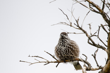 Spotted nutcracker shaking its plumage.