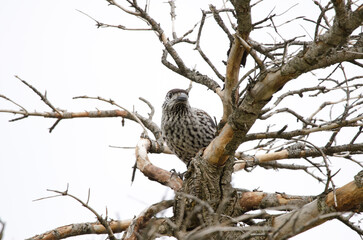 Spotted nutcracker Nucifraga caryocatactes japonica.