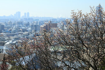 兵庫県神戸市東灘区：岡本公園(岡本梅林)の満開の梅の花の向こうに見える街並み