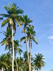 Fototapeta na wymiar Tall Palm Trees, Nusa Penida Island Near Bali, Indonesia, Summer Beach Vibes, Travel - Vertical Photo
