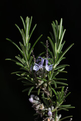 Close-up of a sprig of rosemary with two small purple flowers still growing. The background is dark. The image is in portrait format