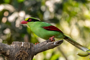 Common green magpie or Cissa chinensis observed in Latpanchar in West Bengal, India