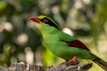 Common green magpie or Cissa chinensis observed in Latpanchar in West Bengal, India