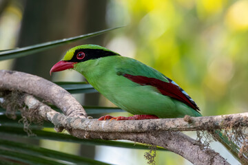 Common green magpie or Cissa chinensis observed in Latpanchar in West Bengal, India