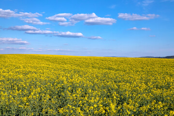 
Flowering oilseed rapeseed with cloudy sky
- 590792807