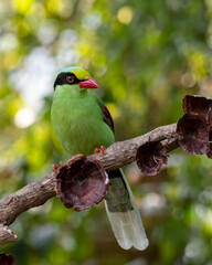 Common green magpie or Cissa chinensis observed in Latpanchar in West Bengal, India