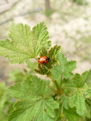 Ladybug