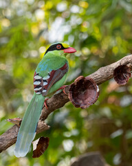 Common green magpie or Cissa chinensis observed in Latpanchar in West Bengal, India