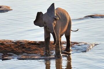 Obraz premium Junger Afrikanischer Elefant (loxodonta africana) spielt am Wasserloch von Halali und löscht seinen Durst. 