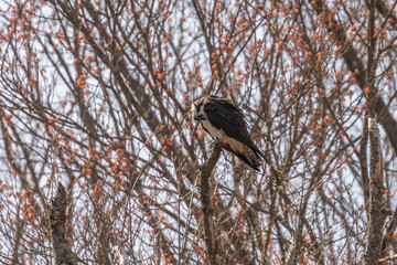 Osprey perched on a tree branch along the river