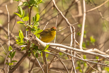 Palm Warbler perched on a tree branch