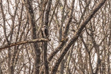 Osprey perched on a tree branch along the river