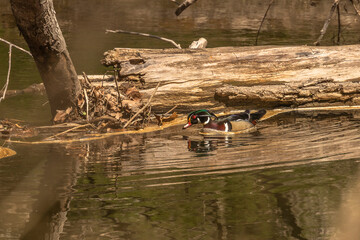 Male Wood Duck swims through the water of the river
