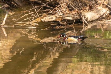 Male Wood Duck swims through the water of the river