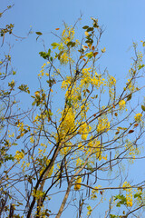 Golden shower tree with blue sky