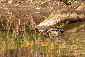 Male Wood Duck swims through the water of the river