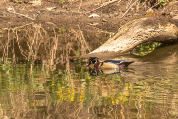 Male Wood Duck swims through the water of the river