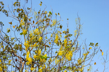 Golden shower tree with blue sky