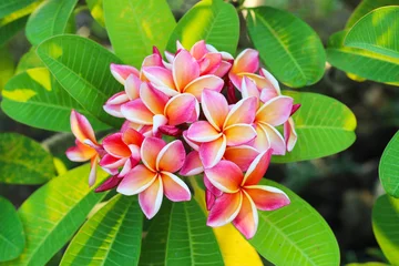 Wandcirkels tuinposter Plumeria flower on the tree © HUANG CHAO-LIN
