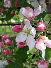 Apfelblüte im Frühling an der Südtiroler Weinstrasse