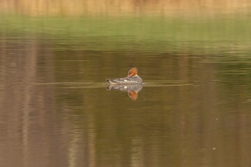 Female Common Merganser preens her feathers while floating in the water
