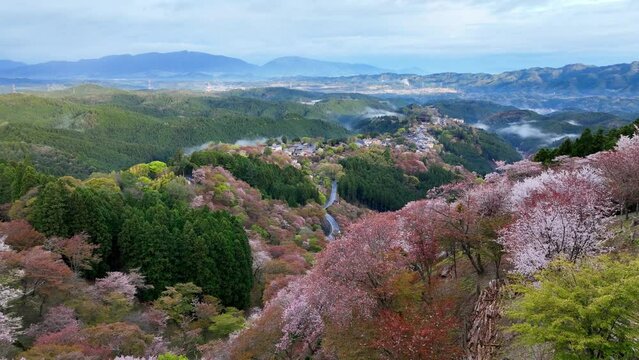 Cherry blossom in Japan, Yoshino mountains in spring with sakura trees in bloom, aerial view of blooming pink cherry trees in Japanese mountains