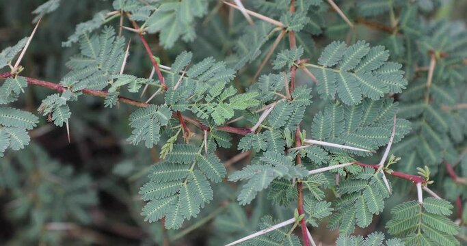 Gum arabic tree. Vachellia nilotica. Acacia nilotica. Babul. Thorn mimosa. Egyptian acacia. Thorny acacia.